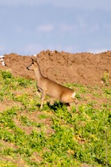group of deers in the wild