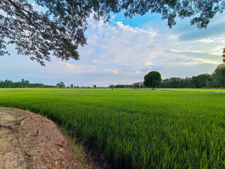 beautiful green paddy rice field  with soil walkway.