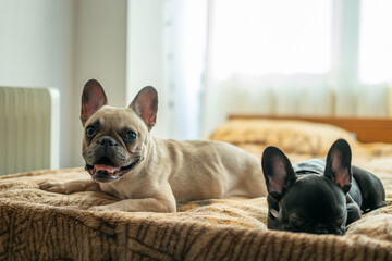 two cute french bulldog or puppy lying or resting on bed in room