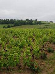 Fototapeta na wymiar Paysages du vignoble de Saint-Emilion