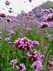 Fototapeta premium The purple verbena flower field.
