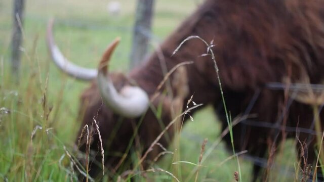 Una vaca de las Tierras Altas de Escocia con pelo largo y grandes cuernos pastando hierba a través de una valla
