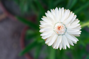 White Strawflower Xerochrysum bracteatum