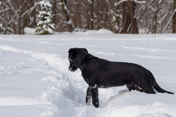Young black Labrador like dog playing in the snow. 