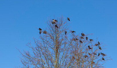 Black crows sitting on top of tree. Birds sitting on bare tree branches against dawn blue sky background