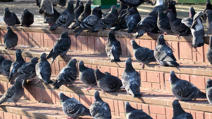  A lot of hungry pigeons are sitting on the stairs near the supermarket. Selective focus.