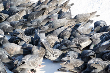 A cluster of city pigeons near the food scattered on the snow. Selective focus.