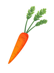 Carrot fresh vegetable  concept. Healthy diet flat style illustration. Isolated green food, can be used in restaurant menu, cooking books and organic farm label