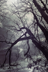 Dramatic sky through the barren branches of trees in winter, black and white nature background