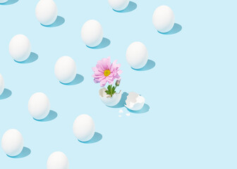 Creative easter  pattern made of white eggs and flower popping out of cracked eggshell on bright blue background. Diagonal copy space