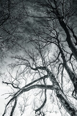 Dramatic sky through the barren branches of trees in winter, black and white nature background