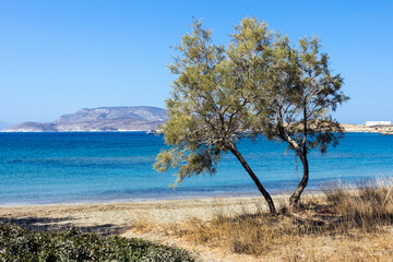 Fototapeta na wymiar Schinoussa island, Salt cedar tree or Tamarix, Livadi beach view - South Aegean, Greece 