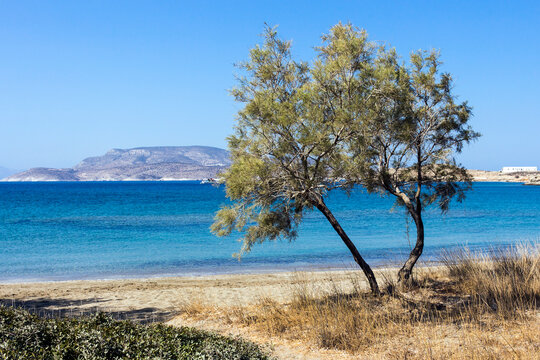 Schinoussa island, Salt cedar tree or Tamarix, Livadi beach view - South Aegean, Greece
