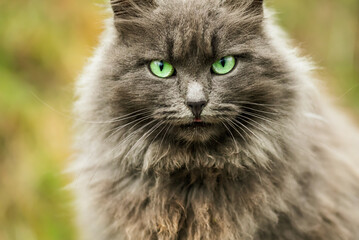 Portrait of green-eyed cat. Macro image with selective focus
