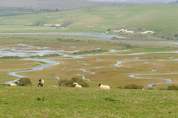 View of sheep on a meadow in front of the beautiful Cuckmere river valley area near Beachy Head west of Eastbourne, East Sussex, England, Europe
