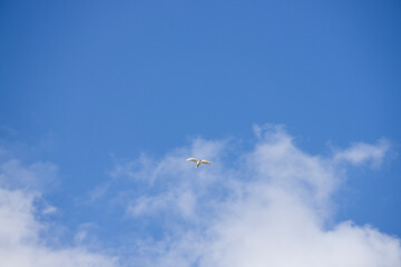 flying in the sky