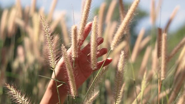 Hand gently playing with foxtail grasses or setaria swaying in the summer breeze showing concept of mental health wellbeing and healing