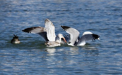 Fototapeta premium A seagull steals the red-breasted Mergansers food.