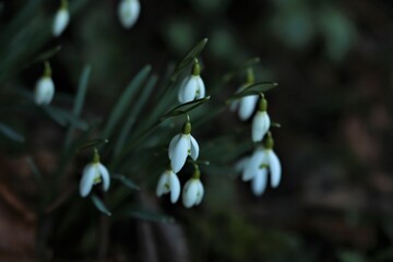 Snowdrops - Galanthus in the bed as a close up