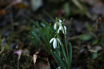 Naklejka na ściany i meble Snowdrops - Galanthus in the bed as a close up