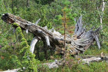 Close-up of an overthrown dead tree trunk with huge roots in the forest
