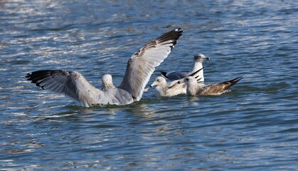 A seagull steals  the red-breasted Mergansers food.
