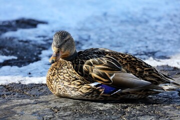 Mallard - The most abundant and widespread of all waterfowl, the mallard is also the most hunted game bird
