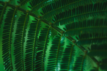 branch with green leaves