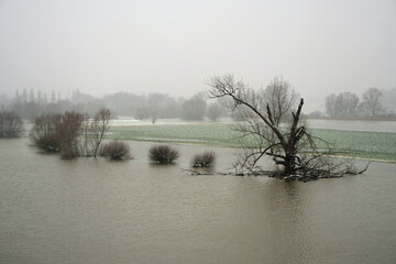 A row of tree and shrub crowns still visible in spite of the floodwater of the overflooding Rhine river near Cologne in winter, Germany, Europe
