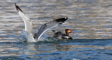 A seagull steals  the red-breasted Mergansers food.