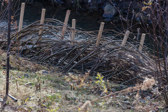 Am&eacute;nagement d'une bande riveraine aillant subi de l'&eacute;rosion avec du tressage de tige de saules
