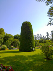 Thuja topiary in the park. Decorative trimming of shrubs and trees. Landscaping. Gardening background. Floral cultivars, selection. Green grass. Summer famous park. Beauty in nature. Fresh air.