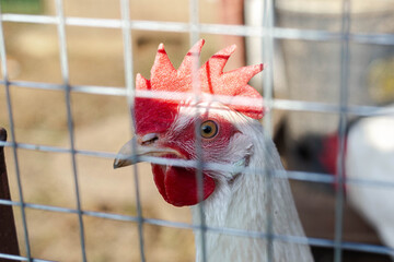 White chicken close up.