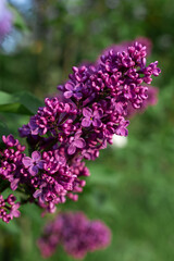 A beautiful branch of purple lilac in the setting sun