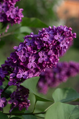 A beautiful branch of purple lilac in the setting sun