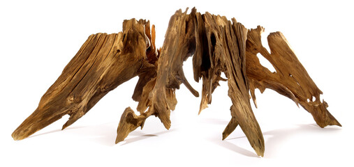 Old Tree Root isolated on white Background