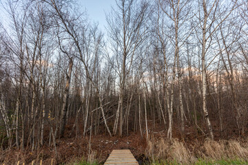 forest in winter