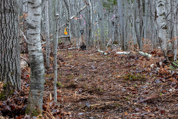 stump in the forest