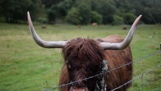 Una vaca de las Tierras Altas de Escocia con pelo largo y grandes cuernos pastando hierba a través de una valla