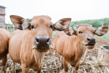 two cows looking at the camera in the cow pen against the background of the cow shed