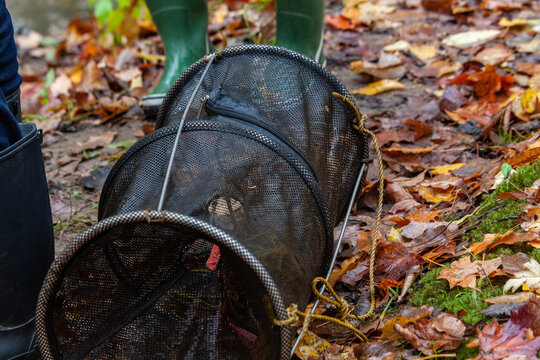 nasse on fallen leafs