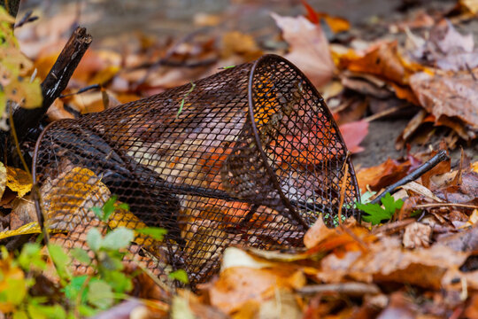 Nasse in fallen leafs