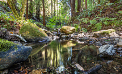 Naklejka na ściany i meble Beautiful landscape, bed of a mountain river with reflection and a stream of clear water in the shade of trees in a California forest
