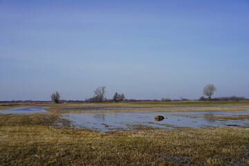 Sonnige Panoramalandschaft einer Feuchtwiese unter blauem Himmel im Naturschutzgebiet Rietzer See in Brandenburg