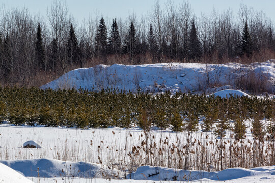 snow covered trees