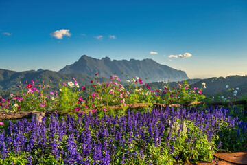 Tropical forest nature landscape view with mountain range sunrise at Doi Chiang Dao, Chiang Mai Thailand