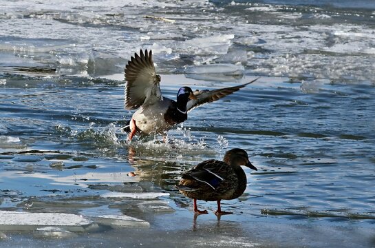 Mallard - The most abundant and widespread of all waterfowl, the mallard is also the most hunted game bird