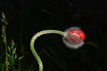 A blooming poppy bud against a black background 