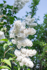 White lilac flowers macro summer 
