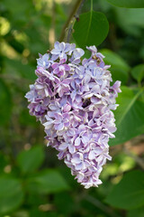 Bunch of purple lilacs on green background macro photography 